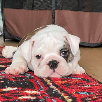 Home Trained English Bulldog For Sale