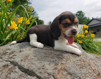 Likeable Beagle Puppies For Sale