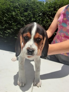 Witty Beagle Puppies For Sale