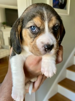 Healthy Beagle Puppies For Sale