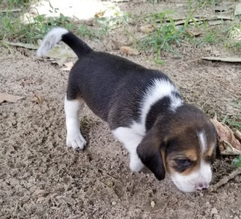 Wonderful Beagle Puppies For Sale