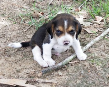 Stunning Beagle Puppies For Sale
