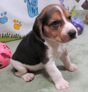 Brilliant Beagle Puppies For Sale