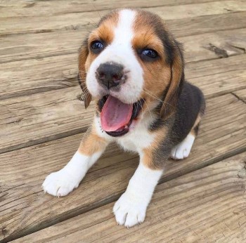 Captivating Beagle Puppies For Sale