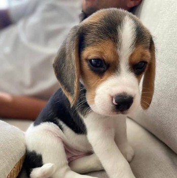 Handsome Beagle Puppies For Sale