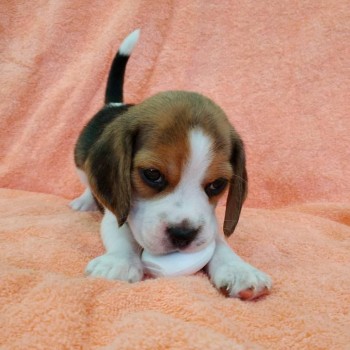 Fetching Beagle Puppies For Sale