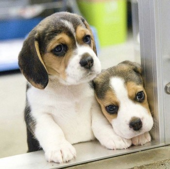 Winning Beagle Puppies For Sale