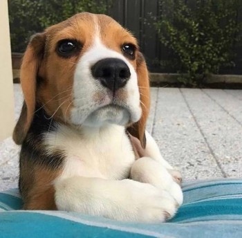 Enthralling Beagle Puppies For Sale