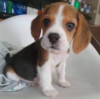 Tantalizing Beagle Puppies For Sale