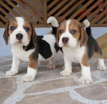Comely Beagle Puppies For Sale