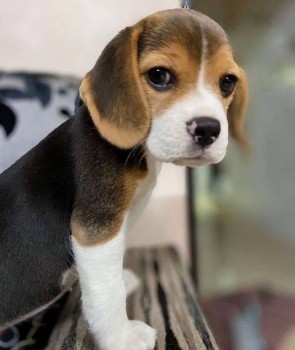 Desirable Beagle Puppies For Sale