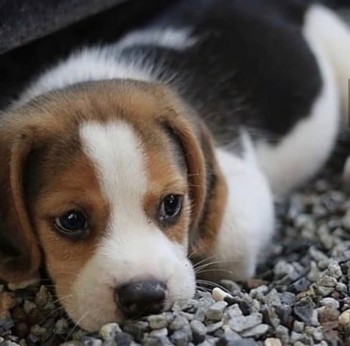 Supreme Beagle Puppies For Sale