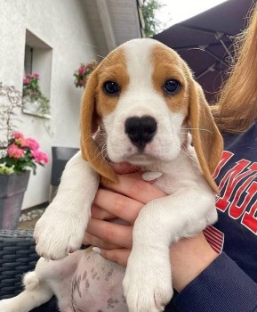 Worthy Beagle Puppies For Sale