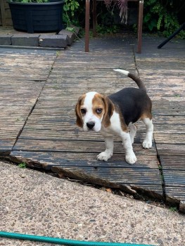Inspirational Beagle Puppies For Sale