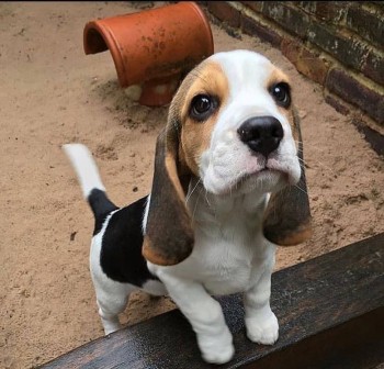 Dazzling Beagle Puppies For Sale