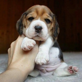 Beneficient Beagle Puppies For Sale