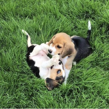 Marvelous Beagle Puppies For Sale