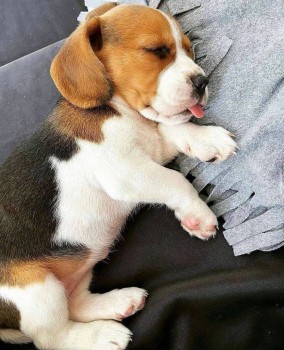 Fantastic Beagle Puppies For Sale