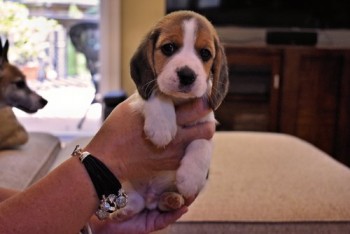 Fabolous Beagle Puppies For Sale