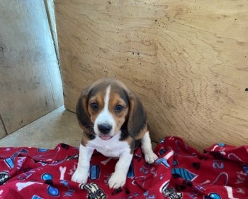 Admirable Beagle Puppies For Sale