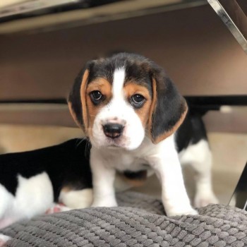 Mannerly Beagle Puppies For Sale
