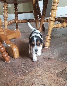 Fabulous Beagle Puppies For Sale