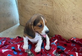 Charming Beagle Puppies For Sale