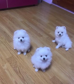 Pomeranian puppies .