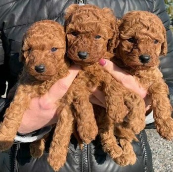 Poodle puppies 