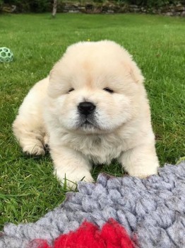 Affordable chow chow puppies for sale
