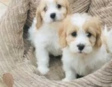 Registered Cavachon Puppies 
