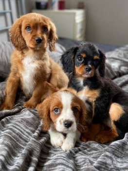 Cute Cavalier King Charls Puppies availa
