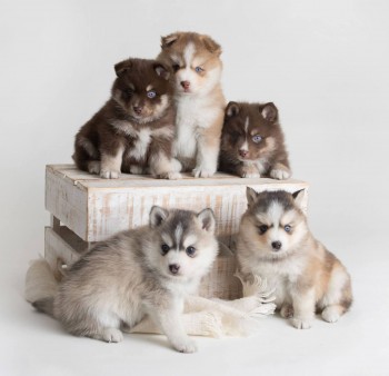 Affectionate Pomsky Puppies