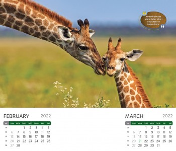 Buy Calendars Online - They Explain You 