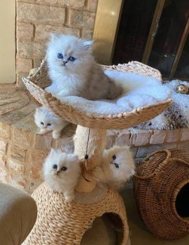 Excellent Persian Kittens Available Now