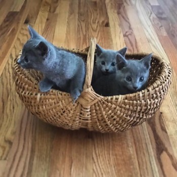 Beautiful Russian Blue kittens 