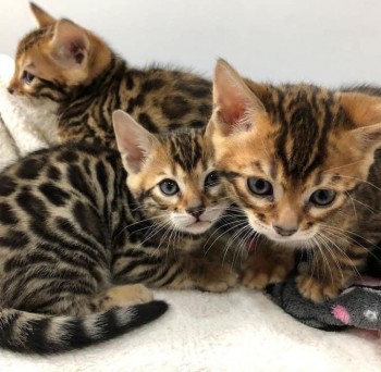 Bengal kitten for sale 