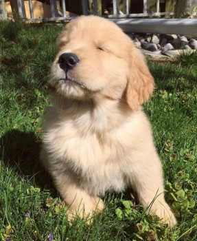Amazing Golden Retriver Pup For Sale