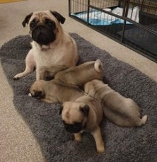 Registered Pug Puppies For Sale
