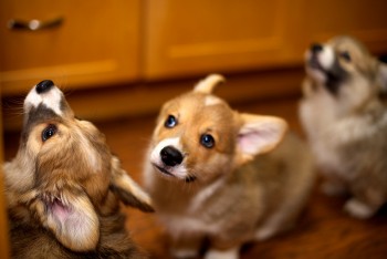 Lovely Male and Female Corgi Puppies