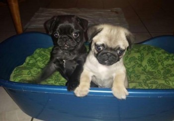 Young Male and Female Pugs Puppies Now