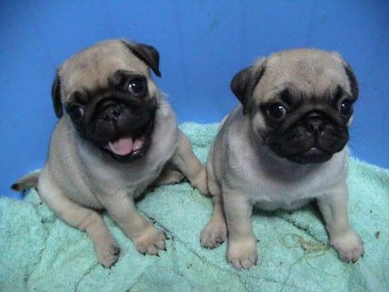 Active Male and Female Pugs Puppies