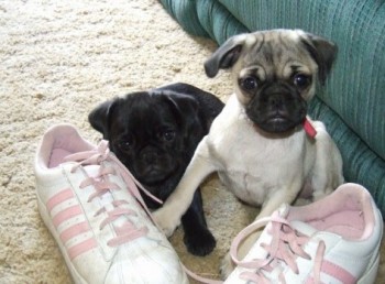 Well behave Pugs Puppies