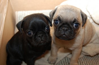 Calm Male and Female Pugs Puppies