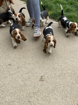 Basset Hound puppies for adoption
