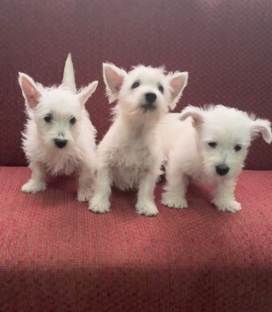 Beautiful Westie Puppies For Sale