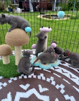 Russian Blue Kittens 