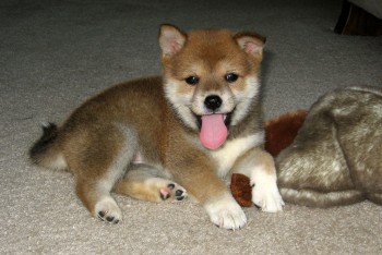 Shiba Inu puppies available for sale. Al