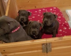 Blue Staffordshire Bull Terrier puppies