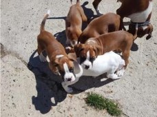 Boxer puppies ready to gonow